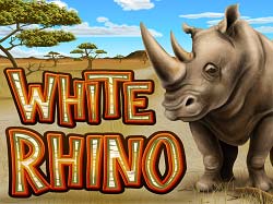 white rhino