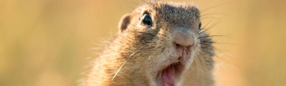 squirrel giving the camera a whimsical look